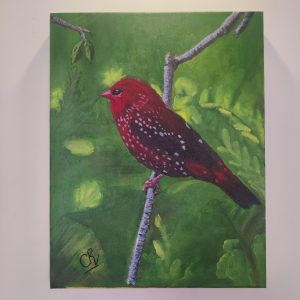 RED MUNIA